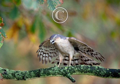 Sparrowhawk DM0444
